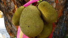 Mít, quả mít, trái cây, Jackfruit - naturepost