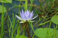Hoa súng, súng, hoa, flower - mzaman045