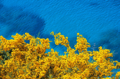 Nền, ảnh nền, background, hoa, flower, biển, sea - lillolillolillo