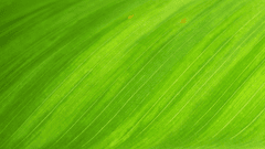 Nền, background,nền xanh, green, màu xanh lá, xanh lá - llmicro
