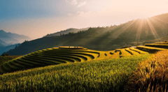 Ruộng bậc thang, ruộng, đồng lúa, cánh đồng, Việt Nam, Viet Nam - motlancuoi2018