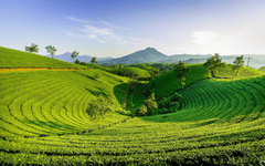 Ruộng bậc thang, ruộng, đồng lúa, cánh đồng, Việt Nam, Viet Nam - Oliver_Nguyen