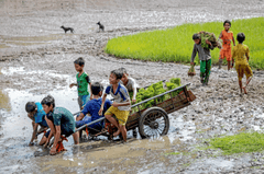 Ruộng, cánh đồng, ruộng lúa, trẻ em, nông thôn, gặt lúa, thu hoạch - vietnguyenbui