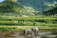 Ruộng lúa, ruộng, đồng lúa, cánh đồng, con trâu, Việt Nam, Viet Nam - HungTravel