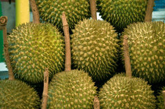 Sầu riêng, trái cây, durian - karolranis