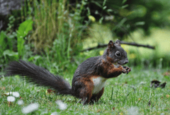 Sóc, sóc đỏ, con sóc, sciurus - Ralphs_Fotos