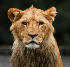 Sư tử, leo, lion, sư tử cái - Anders_Mejlvang