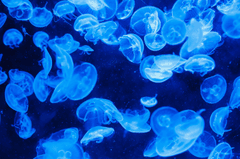 Sứa, jellyfish, sinh vật, biển, đại dương, sea, nền, background - PublicDomainPictures