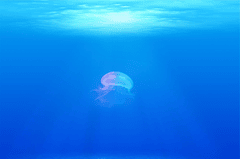 Sứa, jellyfish, sinh vật, biển, đại dương, sea, nền, background - StockSnap