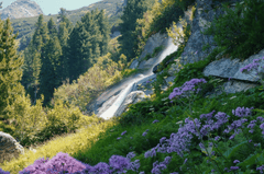 Thác, núi, hoa, moutain, flower, nền, background - shogun