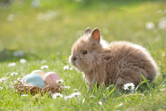 Thỏ, con thỏ, bunny, rabbit - castleguard