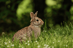 Thỏ, con thỏ, bunny, rabbit - Pixamio