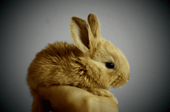 Thỏ, con thỏ, bunny, rabbit - SimonaR