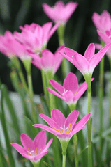 Tóc tiên hồng, cây tóc tiên, hoa móng tay, hoa, flower - GrassNguyen