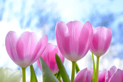 Tulip, hoa tulip, tulip hồng, hoa, flower - Skitterphoto