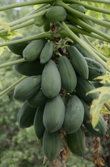 Đu đủ, trái đu đủ, papaya, trái cây -  jensphotography