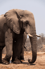 Voi, con voi, elephant - hbieser
