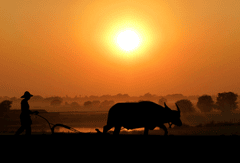 Hoàng hôn, sunset, trâu, cánh đồng, nông thôn - rauschenberger
