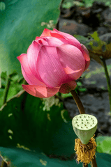 Hoa, flower, hoa sen, sen, sen hồng - grafux