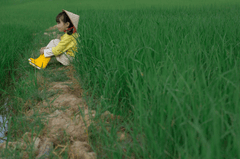 Em bé, trẻ em, con gái, girl, đồng ruộng, nông dân -  Jupilu 12