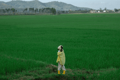 Em bé, trẻ em, con gái, girl, đồng ruộng, nông dân -  Jupilu 7