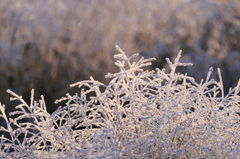 Tuyết, tuyết rơi, bông tuyết, cành cây, cây, tree, snow - Kranich17