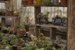 Cây xanh, vườn cây, cườn, garden, sương rồng - LuckyMh
