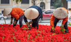 Trồng hoa, hoa, flower, chăm hoa, Việt Nam - nimrodins