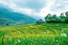Núi, mountain, ruộng bậc thang, ruộng, Việt Nam - TranDuyet