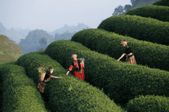 Việt Nam, núi, đồi chè, đồi, chè, trà, tea - xuanduongvan87
