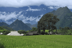 Hình nền, nền, ruộng, ruộng bậc thang, lúa, Việt Nam - CongVu