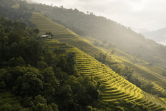 Hình nền, nền, ruộng, ruộng bậc thang, Việt Nam - ThanhVu68 (2)
