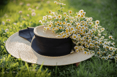 Nền, hình nền, hoa, hoa lá, flower, hoa cúc, cúc, daisy - Irina_kukuts