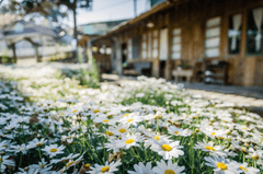 Nền, hình nền, hoa, hoa lá, flower, hoa cúc, cúc, daisy - Kunphotographer