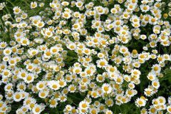 Nền, hình nền, hoa, hoa lá, flower, hoa cúc, cúc, daisy - starchim01