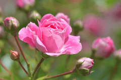 Nền, hình nền, hoa, hoa lá, flower, hoa hồng, rose - christels