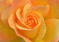 Nền, hình nền, hoa, hoa lá, flower, hoa hồng, rose - kareni