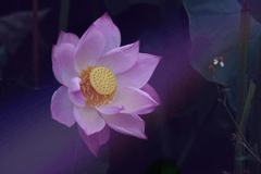 Nền, hình nền, hoa, hoa lá, flower, hoa sen, sen, lotus - drphuc (2)