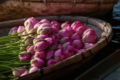 Nền, hình nền, hoa, hoa lá, flower, hoa sen, sen, lotus - xuanduongvan87