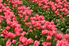 Nền, hình nền, hoa, hoa lá, flower, hoa tulip, tulip - AztecaBoy (1)