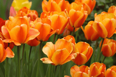 Nền, hình nền, hoa, hoa lá, flower, hoa tulip, tulip - AztecaBoy (2)