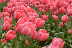 Nền, hình nền, hoa, hoa lá, flower, hoa tulip, tulip - AztecaBoy
