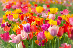Nền, hình nền, hoa, hoa lá, flower, hoa tulip, tulip - BGrote