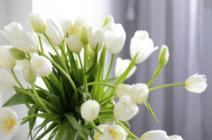Nền, hình nền, hoa, hoa lá, flower, hoa tulip, tulip - boaphotostudio