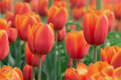Nền, hình nền, hoa, hoa lá, flower, hoa tulip, tulip - ChiemSeherin