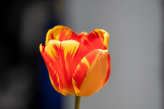 Nền, hình nền, hoa, hoa lá, flower, hoa tulip, tulip - dendoktoor