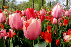 Nền, hình nền, hoa, hoa lá, flower, hoa tulip, tulip - Ellen26