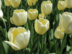 Nền, hình nền, hoa, hoa lá, flower, hoa tulip, tulip - fullview