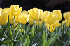 Nền, hình nền, hoa, hoa lá, flower, hoa tulip, tulip - kmerriman
