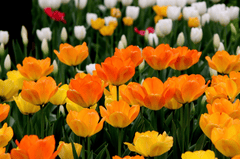 Nền, hình nền, hoa, hoa lá, flower, hoa tulip, tulip - Lancier